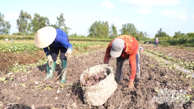 Tại huyện Bình Tân (tỉnh Vĩnh Long), người trồng khoai lang tím Nhật vụ này lãi từ 400 - 500 triệu đồng/ha. Ảnh: Hồ Thảo.