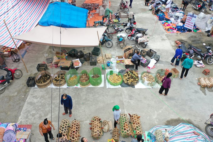 Con giống Trung Quốc được bày bán công khai tại chợ Nà Giàng, huyện Hà Quảng, Cao Bằng. Ảnh: HK.