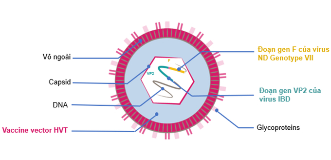 Cấu trúc của virus vacxin Vaxxitek HVT+IBD+ND. Ảnh: PT.