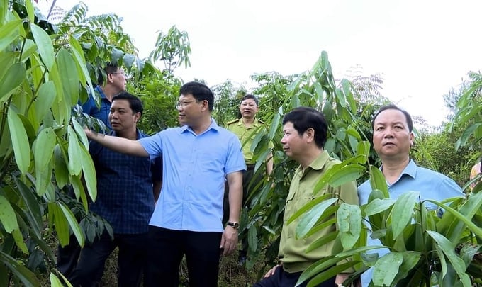 Mr Nghiem Xuan Cuong, along with a working delegation, inspects the large timber and native tree plantations in the Ba Che district. Photo: Cuong Vu.