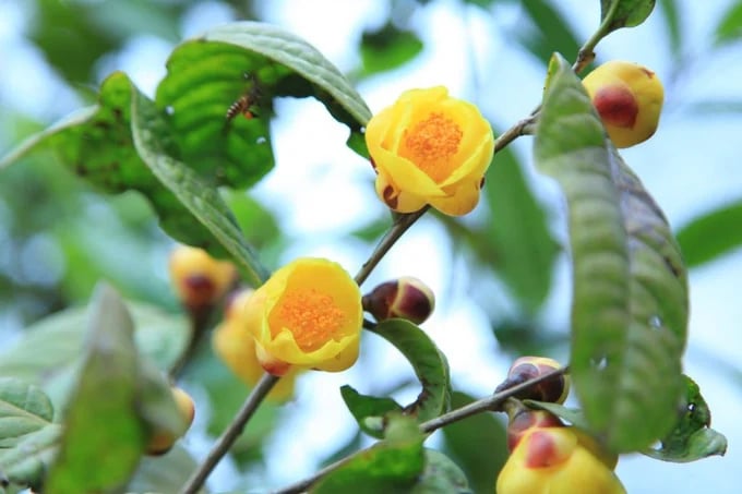 Yellow tea flower is a medicinal plant that brings high economic value to the farmers of Ba Che. Photo: Cuong Vu.