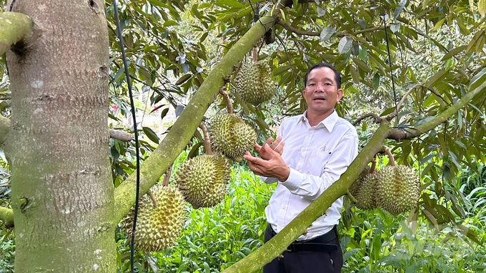 Toàn bộ vườn sầu riêng của gia đình ông Khương được đánh mã số cây để theo dõi trái cho đến khi thu hoạch. Ảnh: Trần Phi.