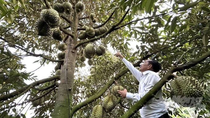 Nhờ canh tác tốt, sầu riêng của ông Khương luôn cho năng suất cao, chất lượng tốt. Ảnh: Trần Phi.