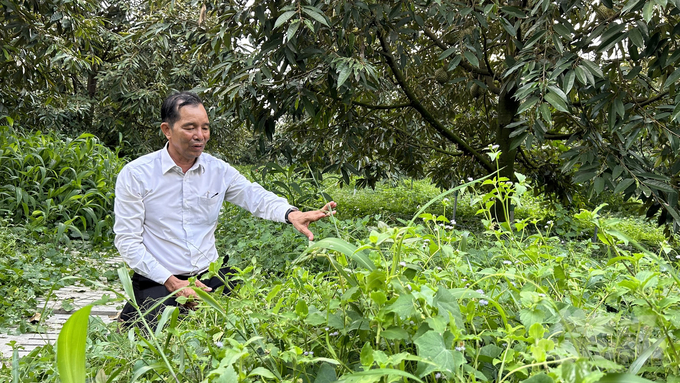 Theo ông Khương, để cỏ trong vườn sầu riêng giúp đất được giữ ẩm tốt hơn, đưa được nước và dinh dưỡng vào sâu hơn, hạn chế sự bốc hơi nước khi nắng nóng. Ảnh: Trần Phi.