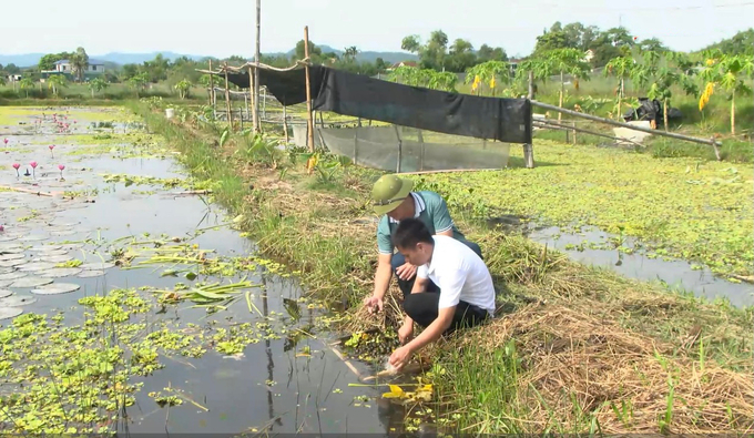 Anh Lê Văn Lộc ở thôn 1 xã Cẩm Thạch (huyện Cẩm Xuyên) chuyển ruộng lúa thành ao nuôi ốc bươu đen cho thu nhập 200 triệu đồng/năm. Ảnh: Ánh Nguyệt.