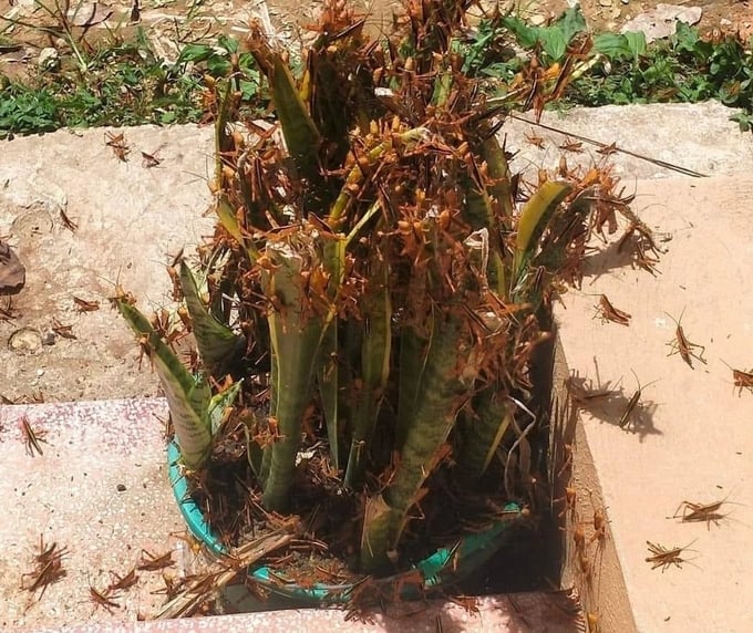 Locust infestation in Binh Gia district, Lang Son province.