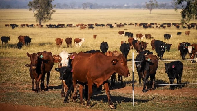Đàn bò tại một trang trại ở Gunnedah, bang New South Wales, Australia. Ảnh: Bloomberg.