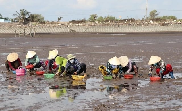People harvest coastal clams in the Mekong Delta. Photo: TTXVN.