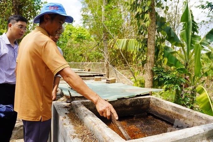 Trash fish is composted with probiotics to create IMO products, which are a source of organic fertilizer that brings high nutrition to crops. Photo: Nguyen Thuy.