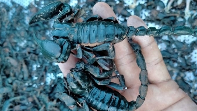 Scorpions are dried to extend their shelf life and serve various purposes. Photo: NVCC.