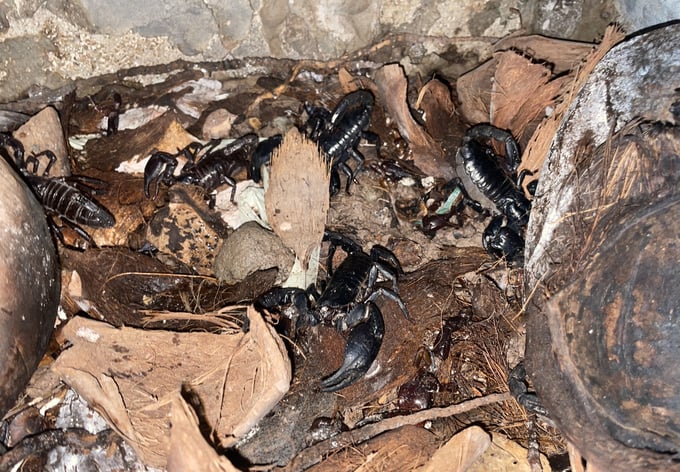 The living environment for scorpions must be kept sufficiently humid to ensure they develop optimally. Photo: Minh Toan.