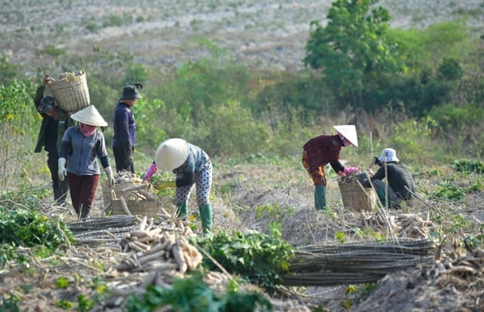 Farmers harvesting cassava in Binh Phuoc, a province with one of the largest cassava production areas in Vietnam.