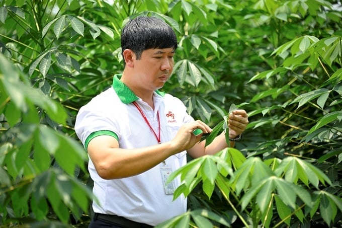 Le Huy Anh inspecting the development of cassava plants within the project site in Tay Ninh province.