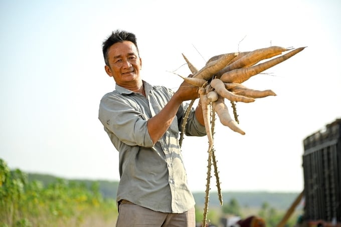 Nguyen Hoang Son, a farmer in Binh Phuoc province, harvesting cassava cultivated using the new farming method.