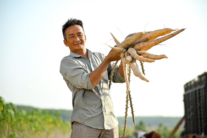 Ông Nguyễn Hoàng Sơn, nông dân trồng khoai mì tại Bình Phước, đang thu hoạch khoai mì trồng theo phương thức canh tác mới.