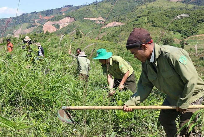 Người dân tham gia trồng rừng tại tỉnh Đắk Nông.