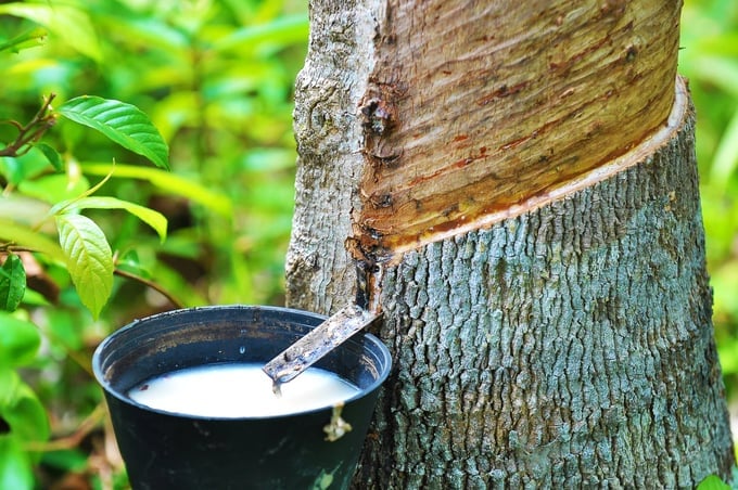 Vietnam's rubber exports to the U.S. are forecasted to show significant potential in 2024. Photo: TL.