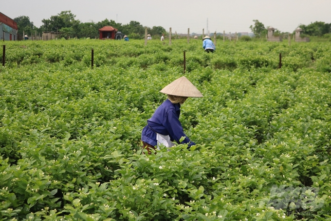 Những cánh đồng hoa nhài bạt ngàn ở xã Đông Xuân. nong duoc viet nam