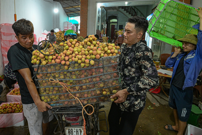 Vải sớm Tân Yên năm nay được giá do vải ở nhiều khu vực khác trong tỉnh Bắc Giang mất mùa. Ảnh: Tùng Đinh.