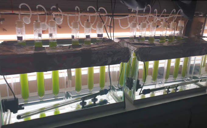 Columns of Chlorella vulgaris microlagae, some of which were grown using an insect-frass-based fertilizer.