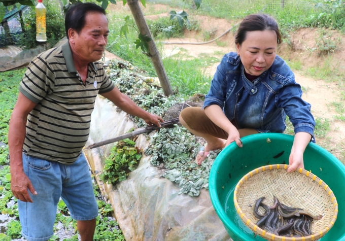 Vợ chồng ông Nguyễn Hùng Hiệu thu hoạch cá chạch sụn nuôi trong bể lót bạt. Ảnh: Đ.L. 