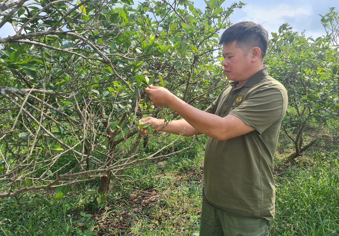 Người lao động và hộ nhận khoán thực sự bất an trước tình hình lúc này. Ảnh: Ngọc Linh.