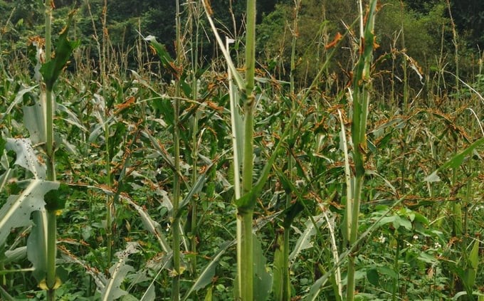 Yellow-spined bamboo locusts cause damage to corn plants in Kim Hy commune (Na Ri, Bac Kan). Photo: Nong Quang Hai.