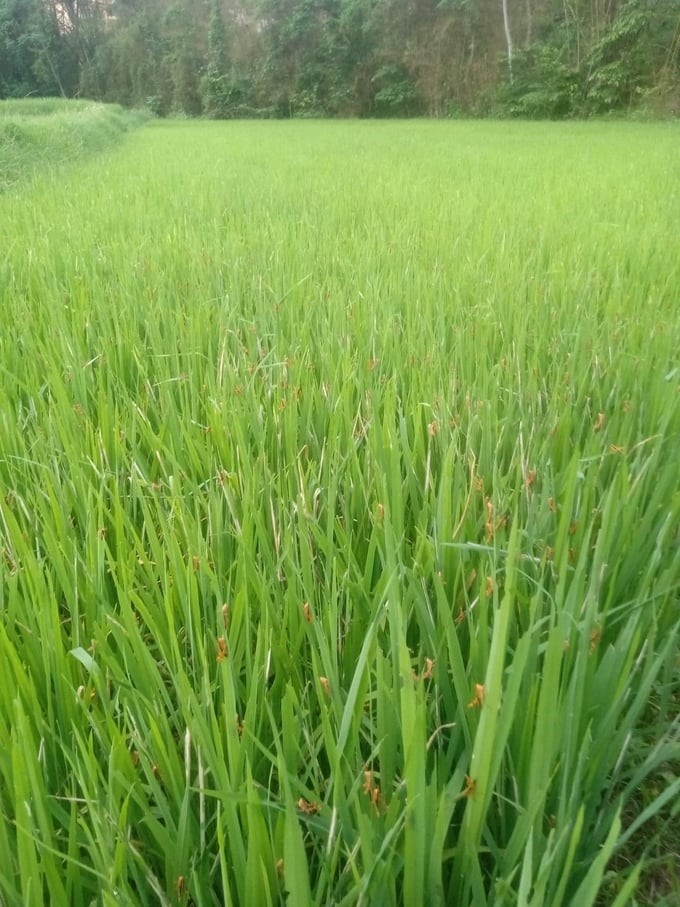 Yellow-spined bamboo locusts cause damage to rice in Binh Gia district, Lang Son.