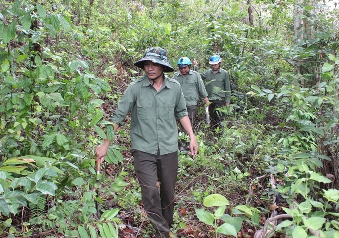 Tuần tra bảo vệ rừng ở Trạm quản lý bảo vệ rừng số 3. Ảnh: Đăng Lâm.