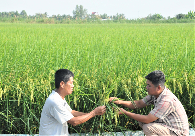 Việc dự báo tốt tình hình hạn mặn đã giúp sản xuất nông nghiệp các tháng đầu năm gặt hái thắng lợi. Ảnh: Trung Chánh. 