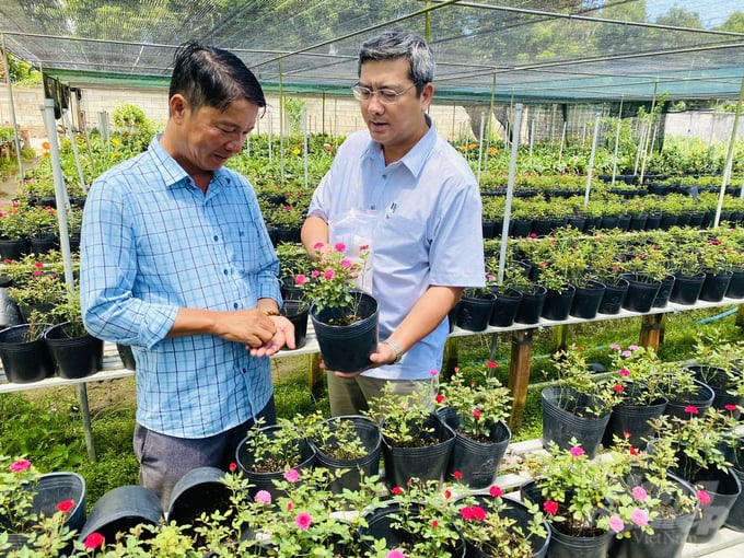 Ornamental flower stands as one of the five key industries in Dong Thap province's agricultural restructuring efforts. Photo: Le Hoang Vu.