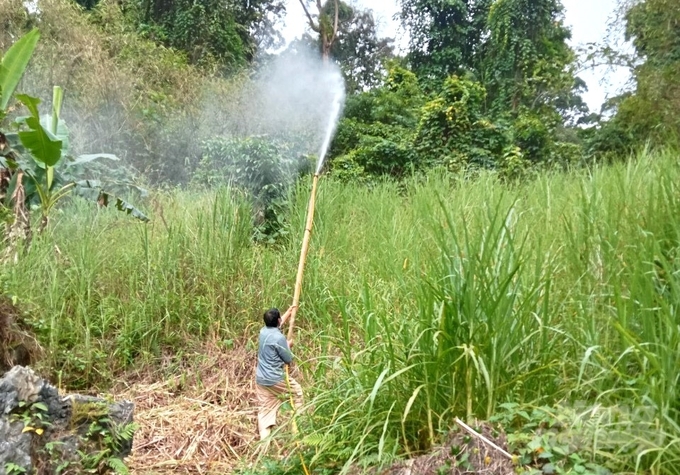 Châu chấu gây hại trên 2ha cây trồng tại huyện Na Hang, tỉnh Tuyên Quang. Ảnh: NT.