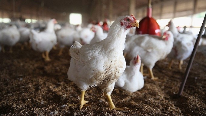 The new strategy encourages the use of existing and expanded means of protecting the poultry value chain to reduce the burden of infection and loss. Photo: DL.