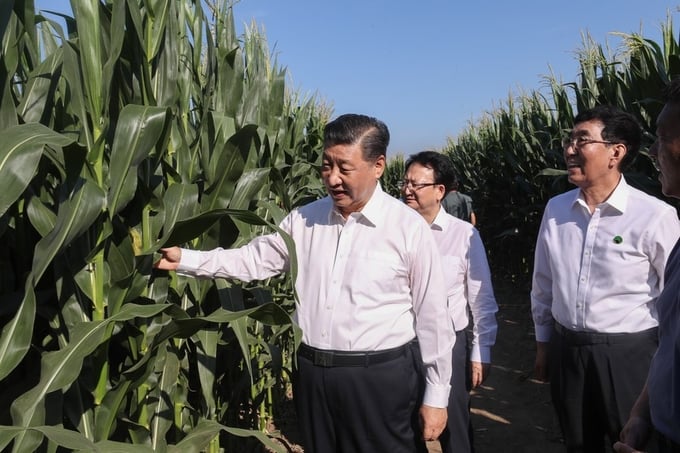 Chủ tịch Trung Quốc Tập Cận Bình thị sát việc sản xuất ngũ cốc, bảo vệ và sử dụng đất canh tác tại huyện Lê Thụ, thành phố Tứ Bình, tỉnh Cát Lâm, Trung Quốc, hồi năm 2020. Ảnh: Xinhua.