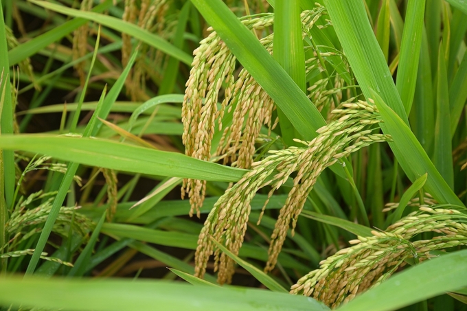 ThaiBinh Seed's rice varieties account for over 70 - 80% of the production structure of Thai Binh province; accounting for 15 - 20% of the country's rice variety structure. Photo: Tung Dinh.