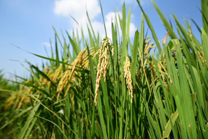 VNR20 rice of Vinaseed in Bac Ninh. Photo: Tung Dinh.