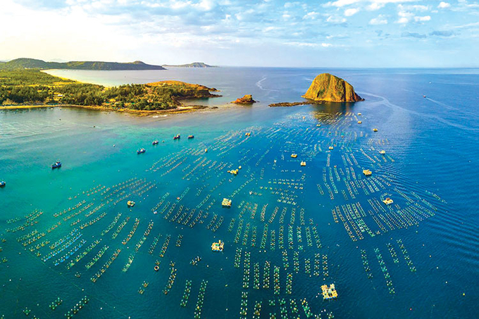 According to Deputy Minister of Agriculture and Rural Development Phung Duc Tien, if organized well, Vietnam's marine farming industry will be updated with international development momentum. Photo: TL.