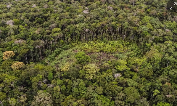 Offsets generated by schemes protecting rainforests lost 62% of their value between 2022 and 2023. Photograph: Juan Pablo Pino/AFP.