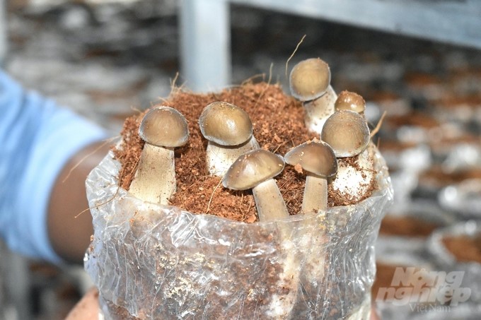 Black termite mushrooms are favored in the market thanks to their delicious quality and guaranteed safety. Photo: Minh Dam.