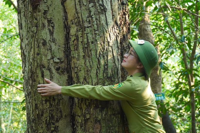 Gỗ nghiến có tính cơ học cao, rất cứng, dai, bền, gỗ nghiến lõi có màu nâu sẫm đồng đều, vòng vân rất mờ, có cấu tạo lớp.