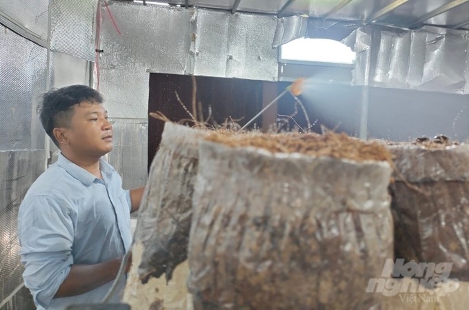 Watering black termite mushrooms. Photo: Minh Dam.