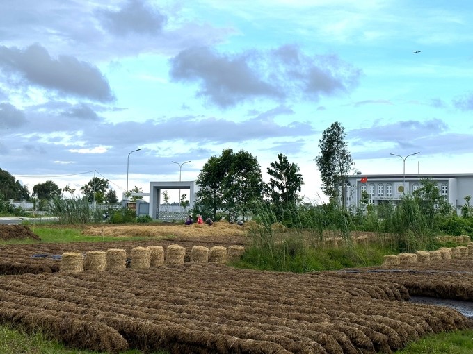 Moving straw out of the field is part of the emission-reducing rice farming process mentioned in the 1 million hectares of high-quality rice project. Photo: Kim Anh.