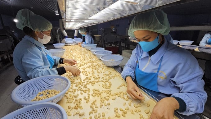 Processing cashew kernels for export at a business in the South - Photo: N. Tri.