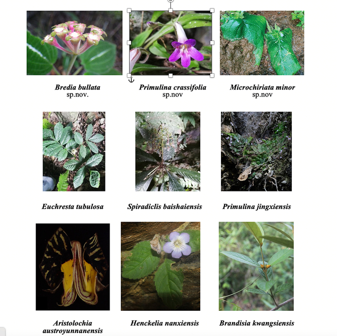 Some newly discovered and additional species for the cave flora of Vietnam. Photo: Research Team.