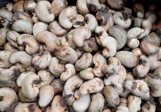 The price of West African raw cashews have skyrocketed for a short period of time. Photo: Son Trang.