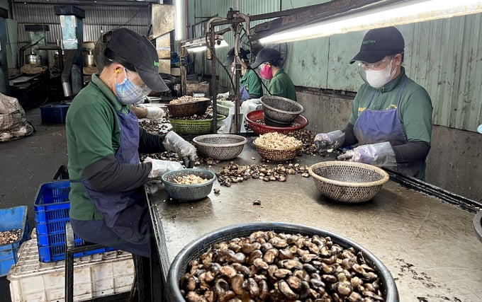 Raw cashew shelling at a cashew processing plant. Photo: Son Trang.