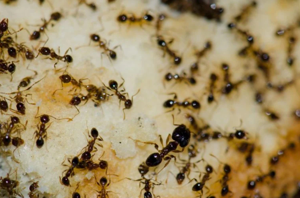 Study finds caffeine boosts Argentine ants’ efficiency in locating baits, offering potential improvements in pest control strategies.