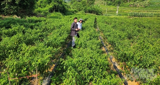 Doanh nghiệp Hàn Quốc tham quan mô hình ở xã Vân Thuỷ và ngỏ ý muốn thu mua ớt cay Hafam 6 thường xuyên. Ảnh: Hải Tiến.