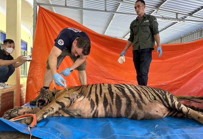 FOUR PAWS experts prepare for the transportation of the tiger. Photo: FOUR PAWS.