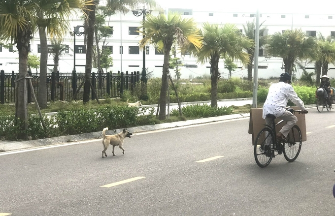 Những đội bắt chó thả rông của thành phố Quy Nhơn (Bình Định) sẽ hoạt động trong đầu thắng 6/2024. Ảnh: V.Đ.T.